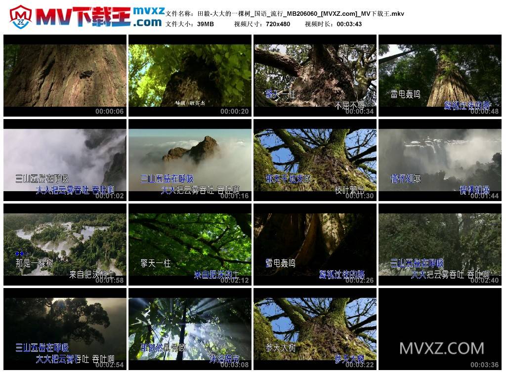 田毅-大大的一棵树_国语_流行_MB206060